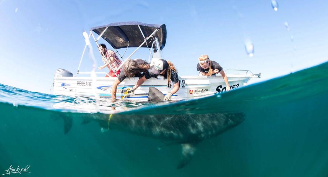 Come interagiscono gli squali con l'oceano