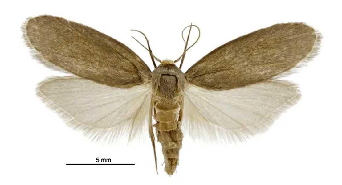 Scienziati ispirati dall'udito direzionale della falena