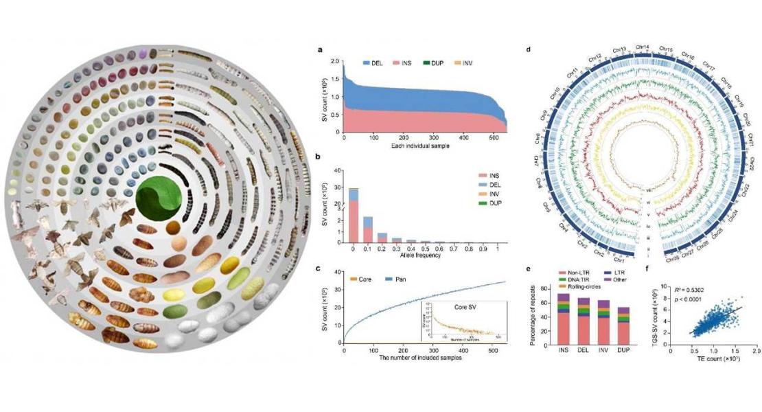 Sequenziato il pangenoma del baco da seta