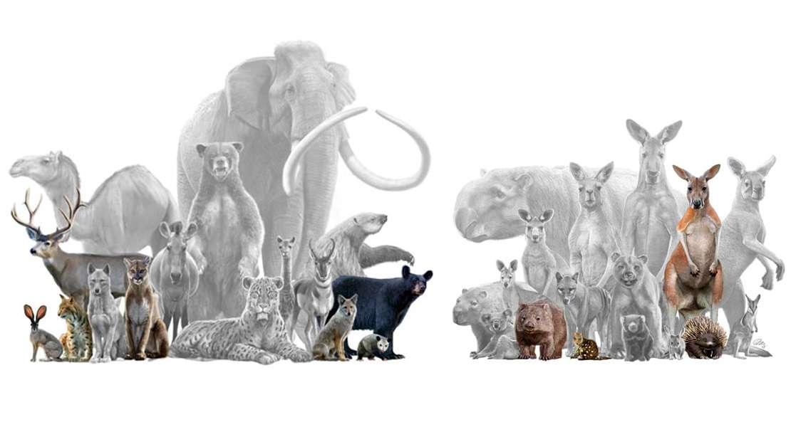 Biodiversità in crisi a causa del declino dei mammiferi