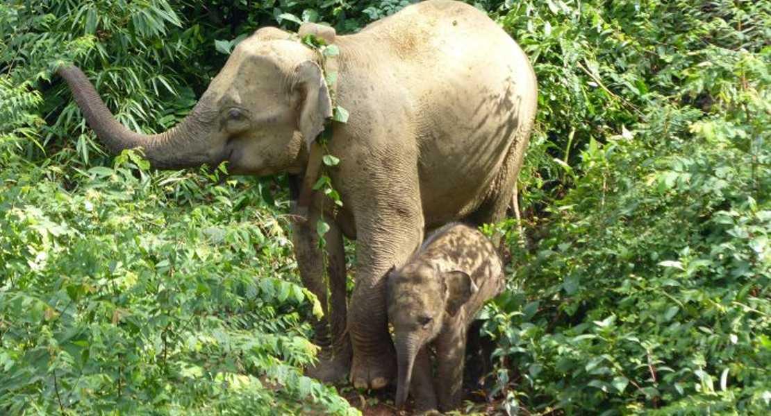 Gli elefanti asiatici preferiscono gli habitat ai confini delle aree protette