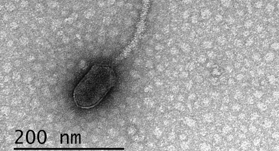 Alcuni virus riescono a monitorare il loro ambiente