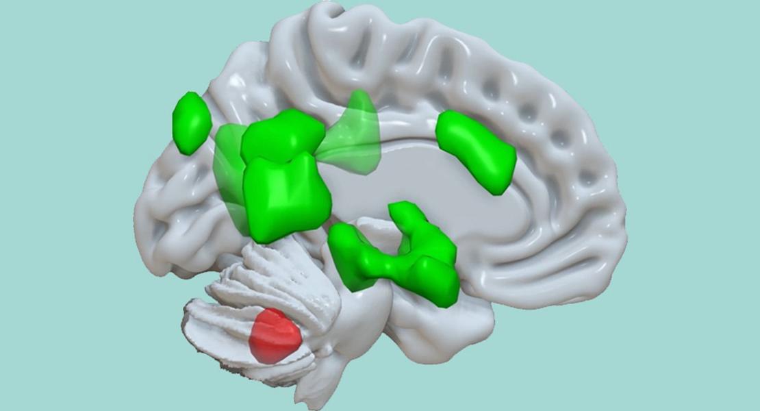 Scoperta di una nuova funzione del cervelletto