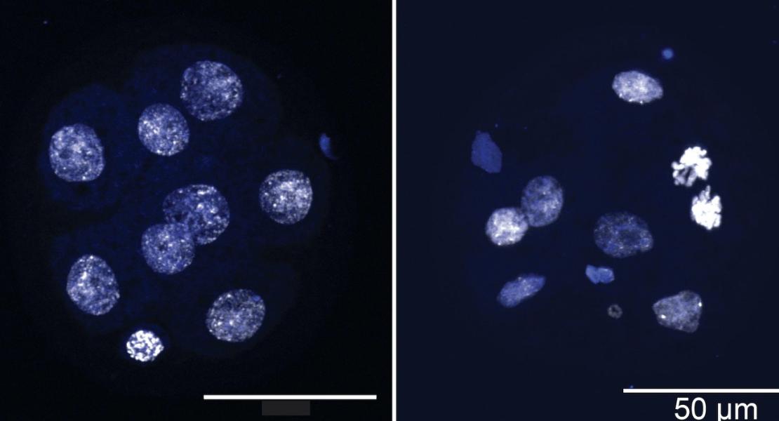 Sulle tracce di geni scomparsi e indizi sul cancro