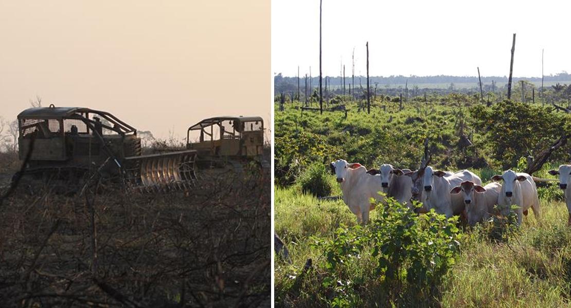 L'agricoltura causa oltre il 90 per cento della deforestazione