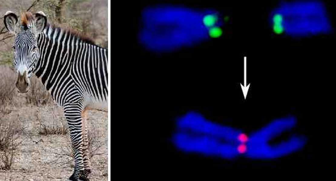 Scoperti nelle zebre meccanismi molecolari evolutivi dei cromosomi