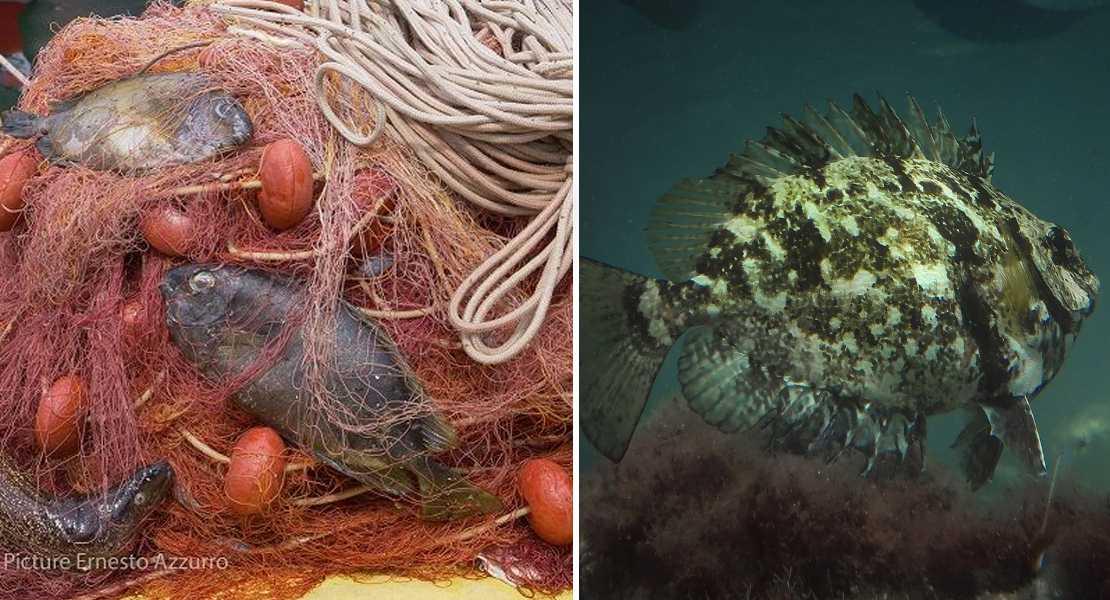 Mediterraneo invaso da 200 nuovi pesci