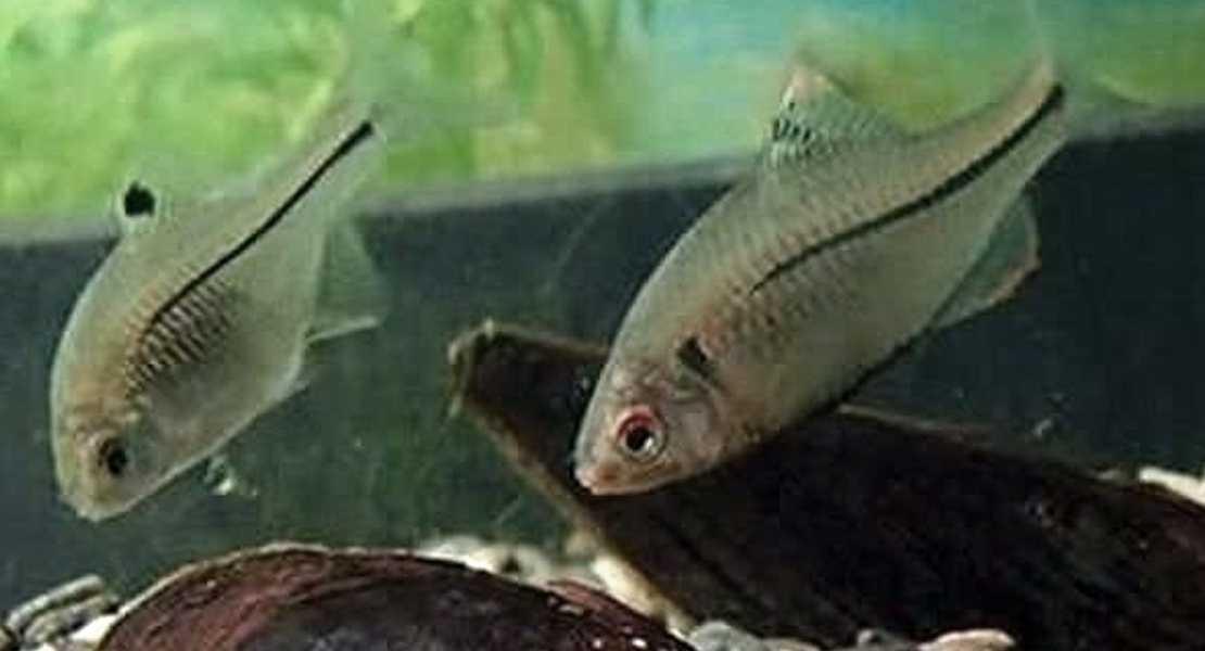 Utilizzo del DNA ambientale per rilevare le specie in via di estinzione