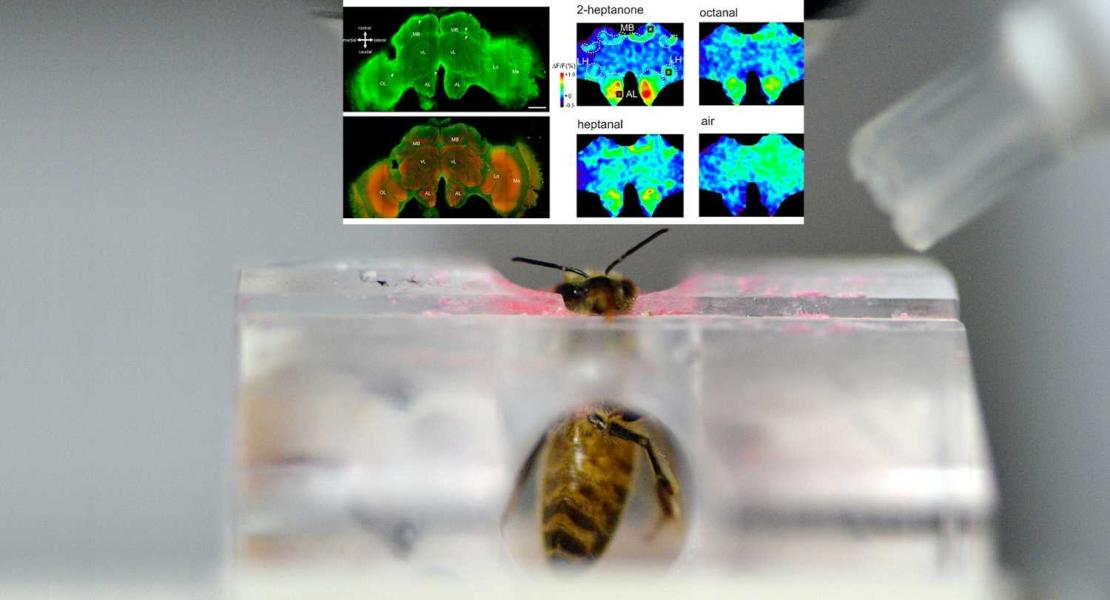 Scrutare il cervello delle api con una proteina fluorescente