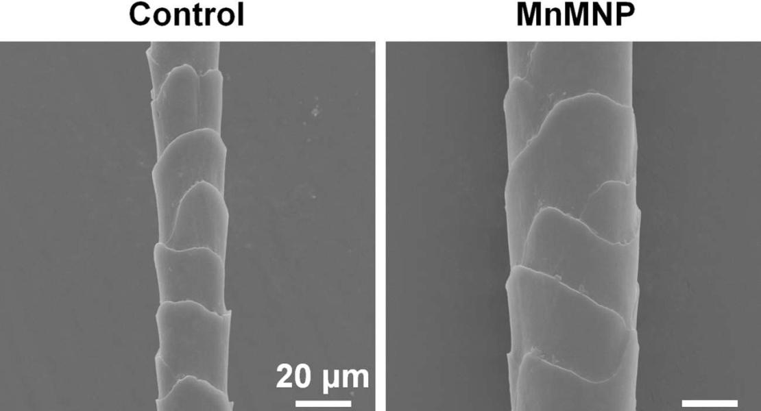 Cerotti con microaghi che ripristinano i capelli nei topi calvi
