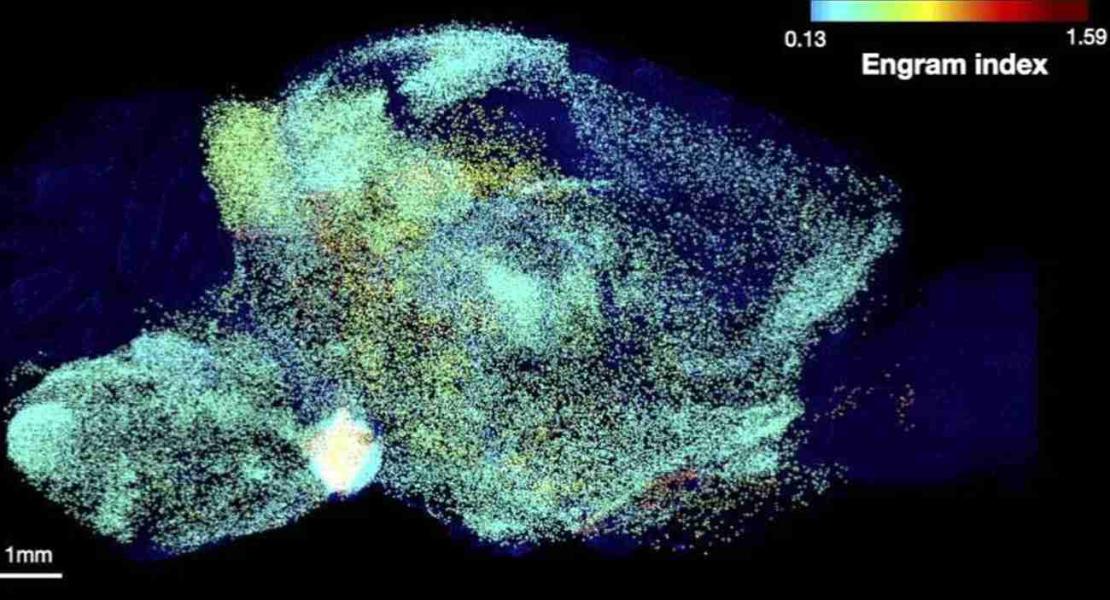 Una singola memoria è immagazzinata in molte regioni cerebrali connesse