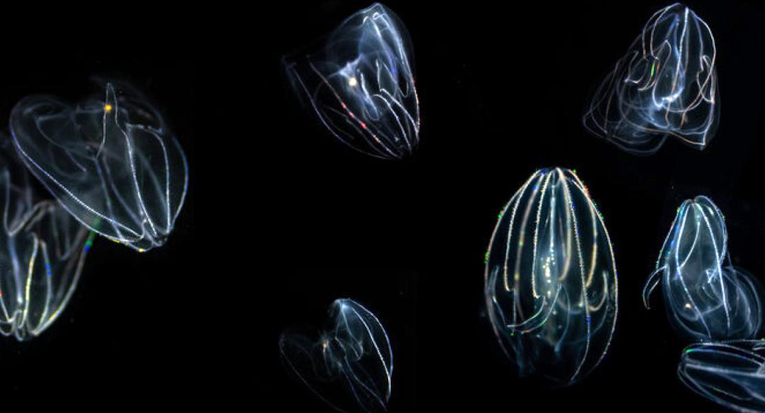 Nel cervello delle gelatine a pettine