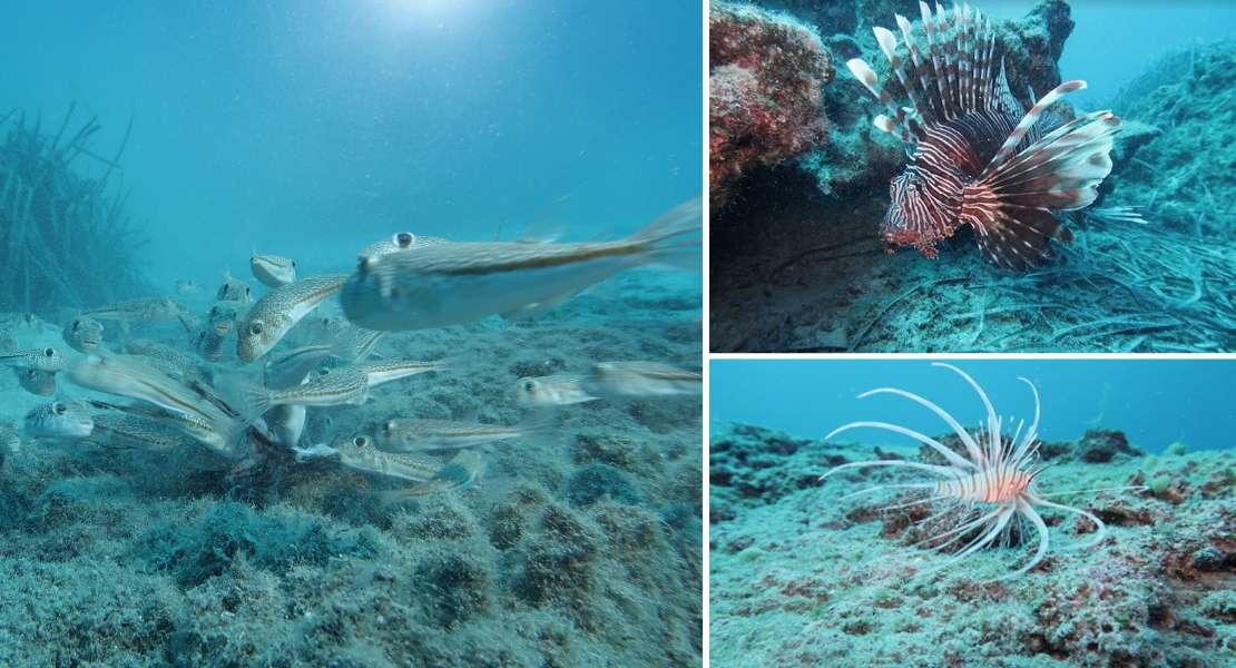Nuova rotta trans-oceanica per i pesci marini