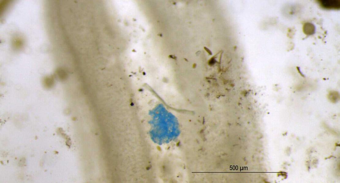 Microplastiche nell'acqua intrappolate nelle foglie delle piante