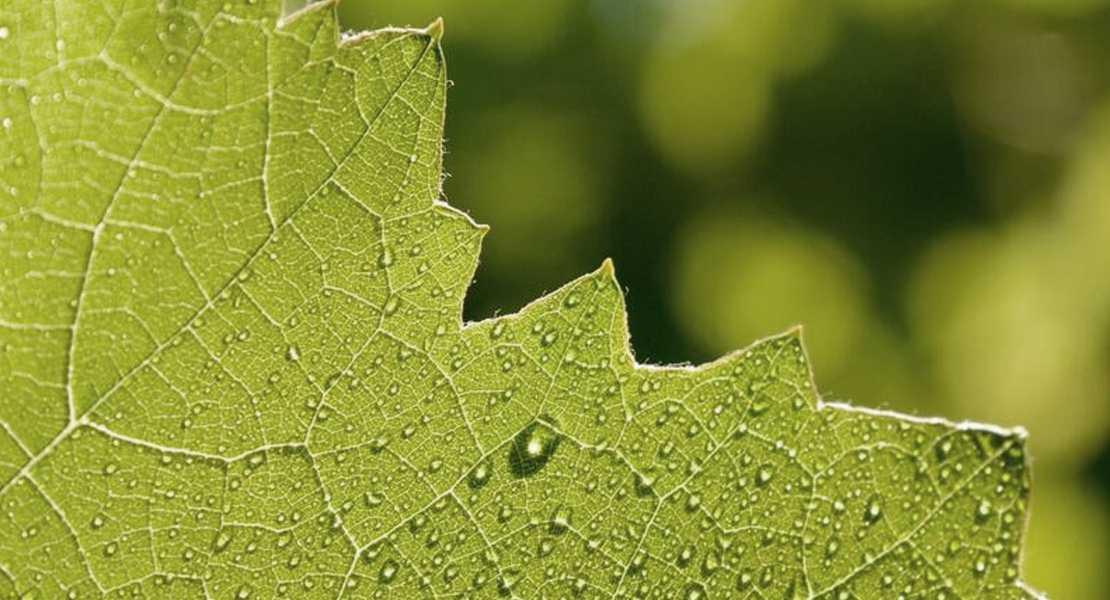 Decodificato il linguaggio segreto della fotosintesi