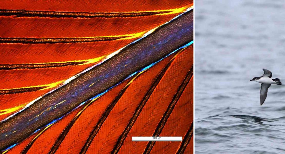 Minuscole quantità di petrolio danneggiano gli uccelli marini