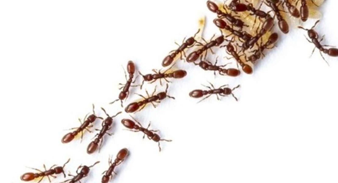 Le formiche si comportano come reti neurali
