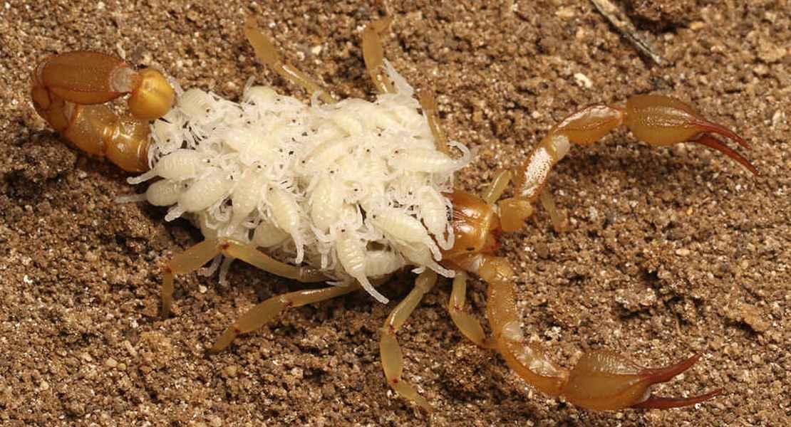 Scoperte due nuove specie di scorpioni in California