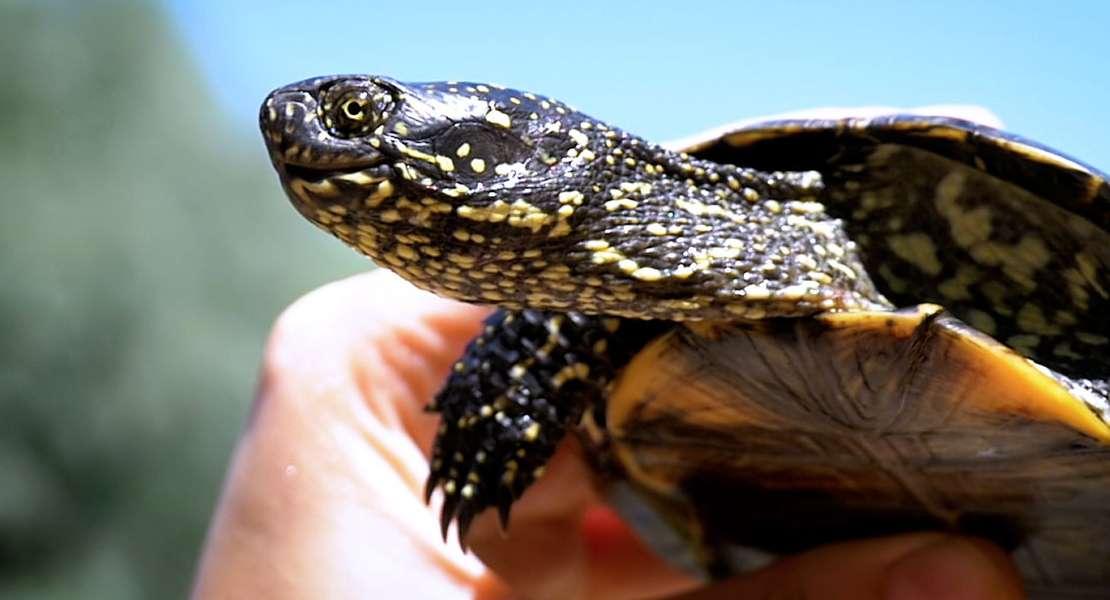 Dinamiche di invecchiamento evolutivo della tartaruga