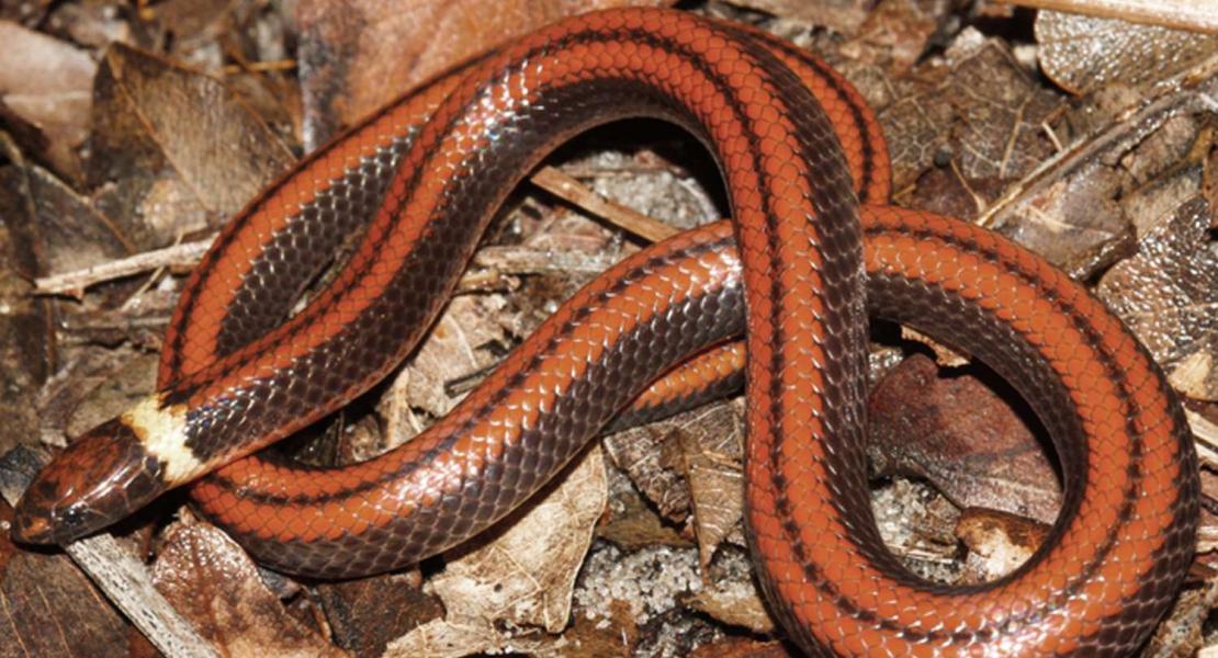 Scoperta nuova specie di serpente in Paraguay