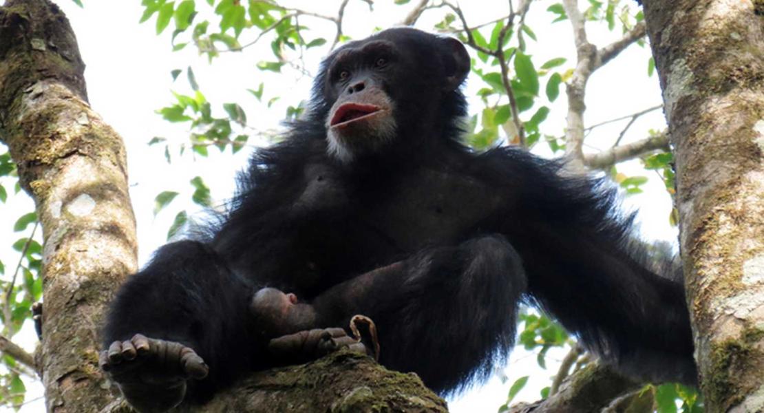 Scimpanzé nella riserva naturale del Monte Nimba