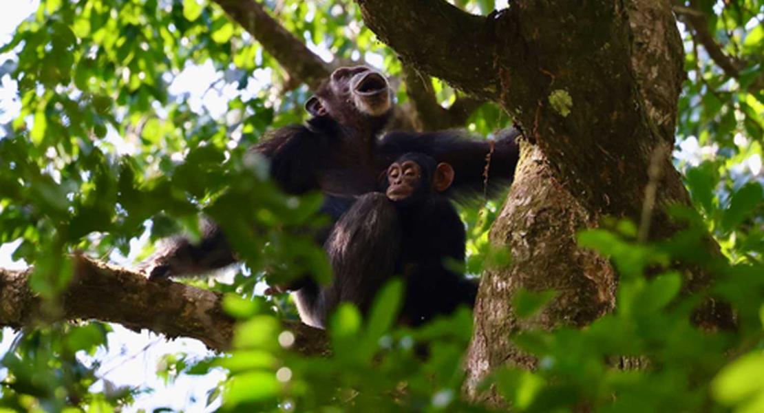 Scimpanzé nella riserva naturale del Monte Nimba
