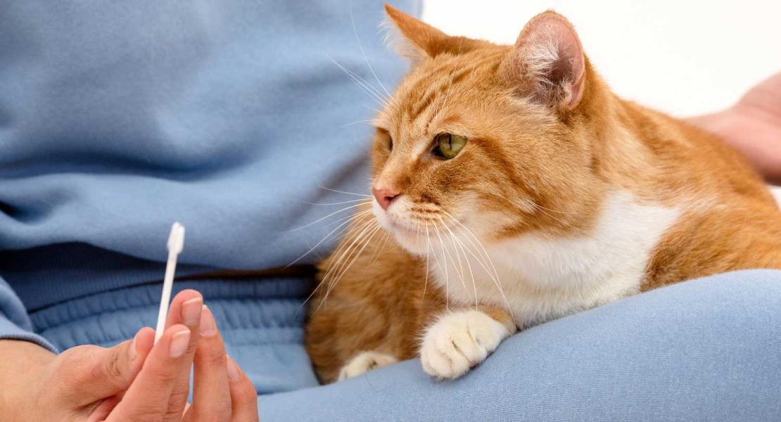 Studio sul DNA del gatto domestico