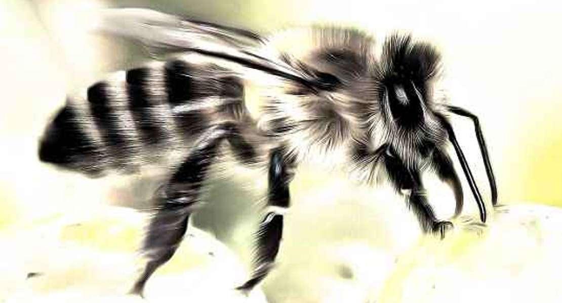 Effetti nascosti dei pesticidi utilizzati nei campi