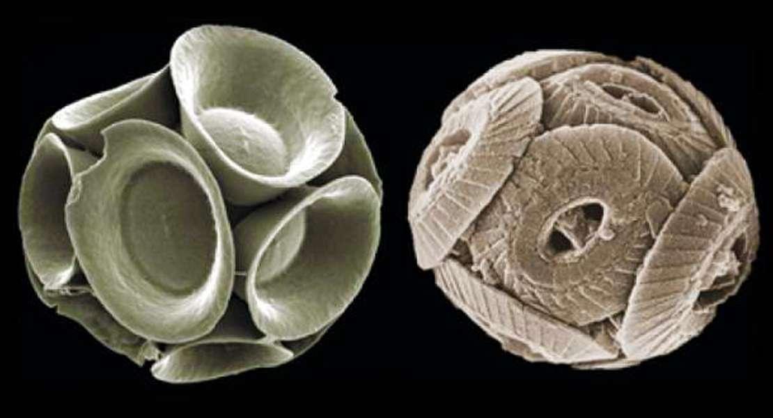 Storia degli oceani riscritta dai fossili