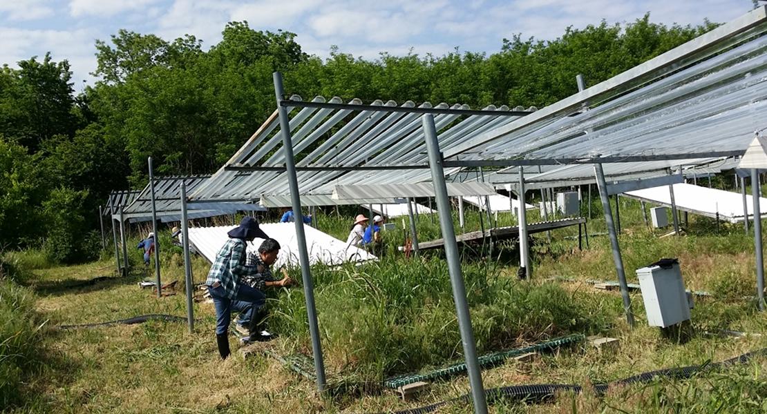Un clima caldo diminuisce la diversità microbica