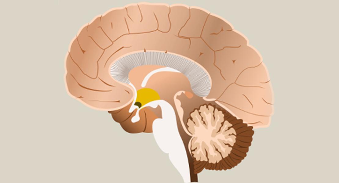 Trasmissioni sinaptiche modulari del cervello