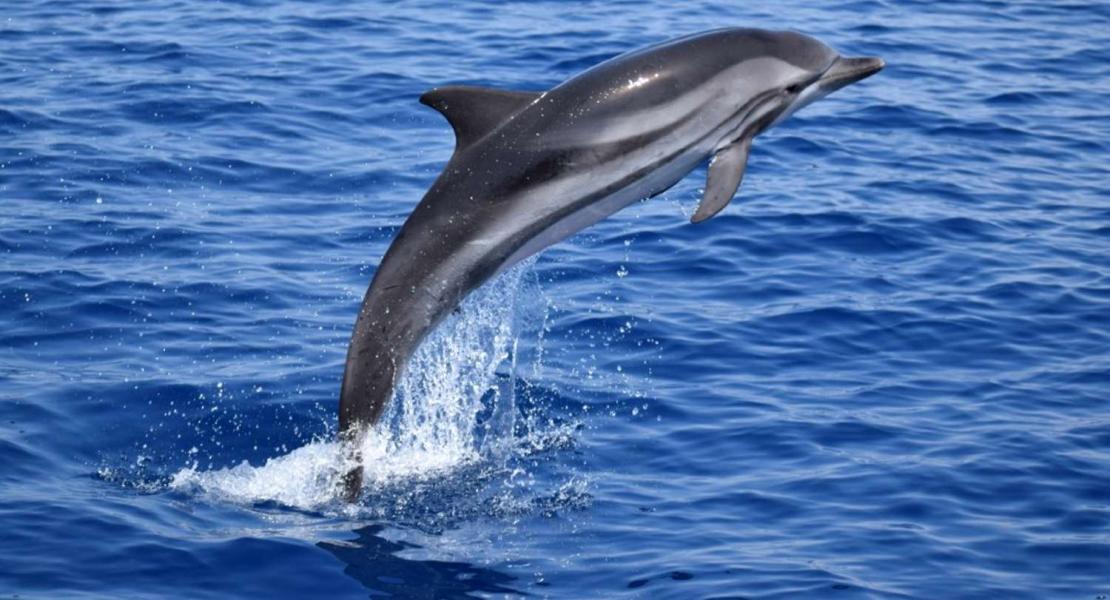 Stenella striata, Golfo di Taranto