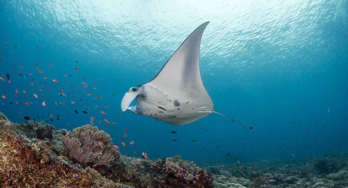 Le mante del Komodo National Park