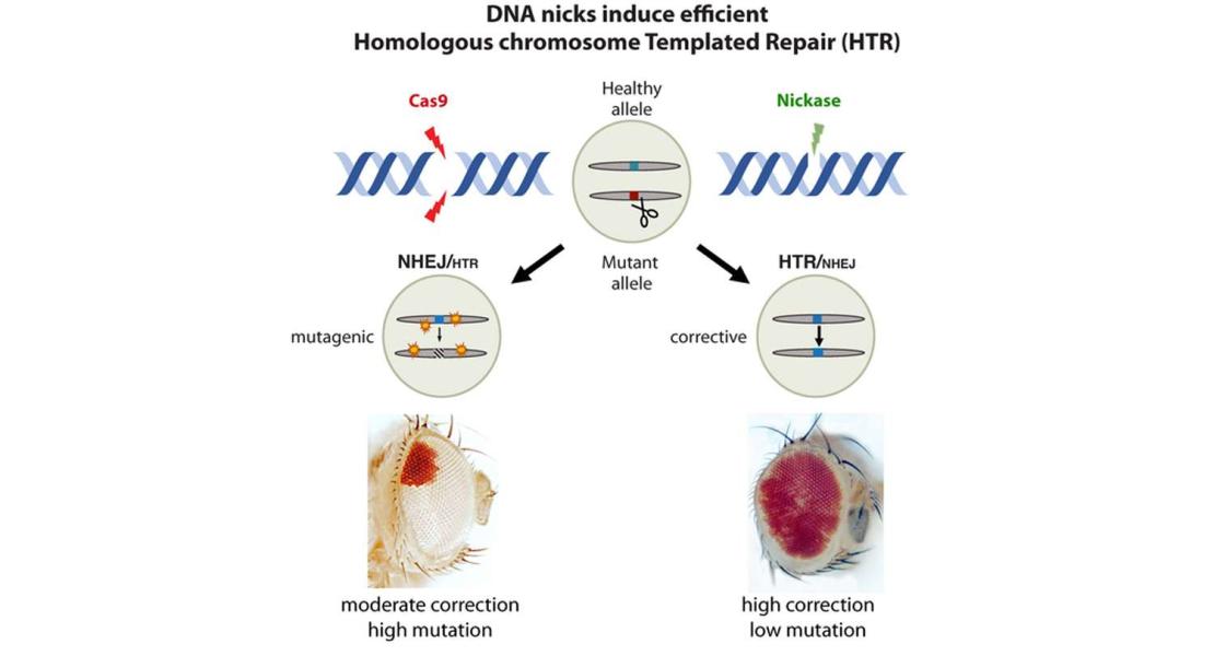CRISPR morbido per i difetti genetici