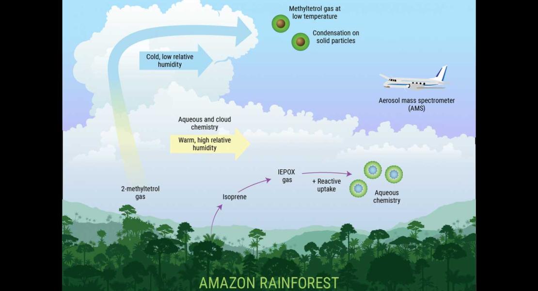 Ruolo dei gas del fogliame della foresta amazzonica