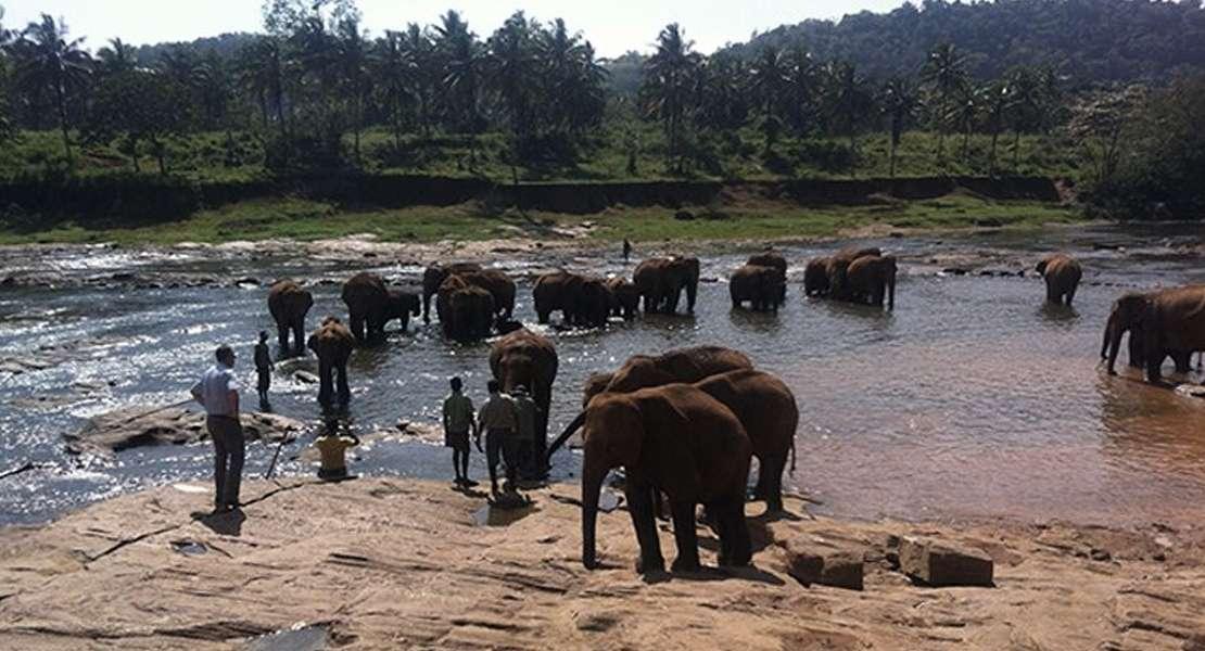 Cambiamenti climatici e conflitti tra fauna selvatica e uomo