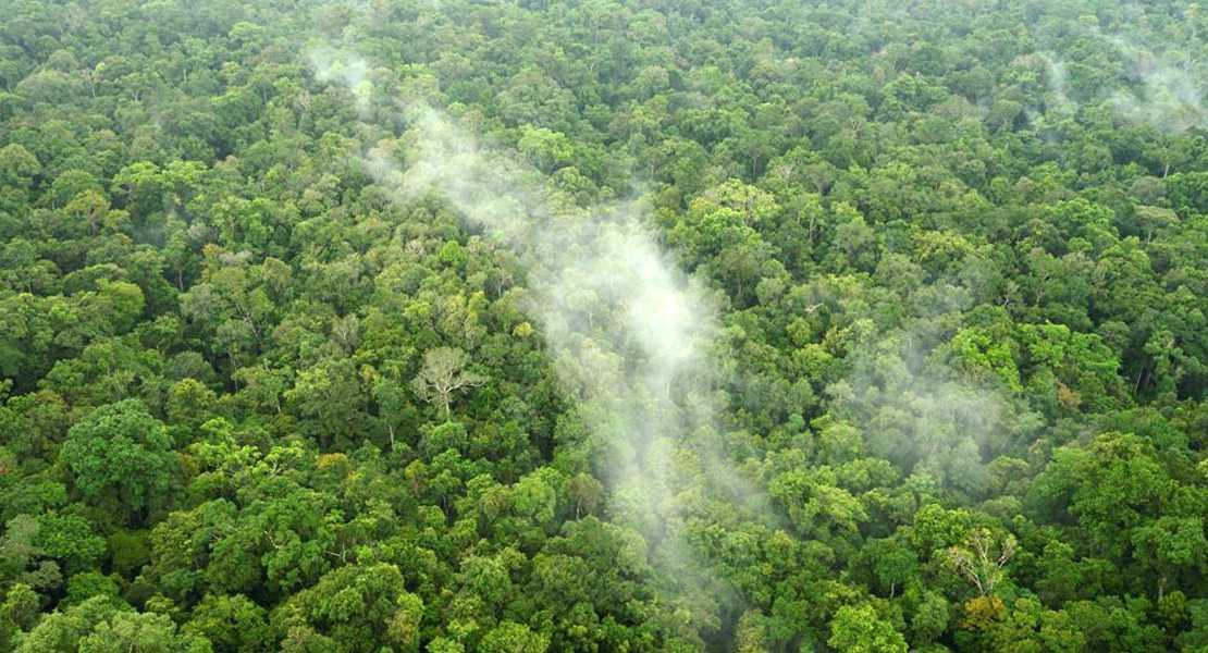 Le foreste delle aree umide attirano umidità dal mare