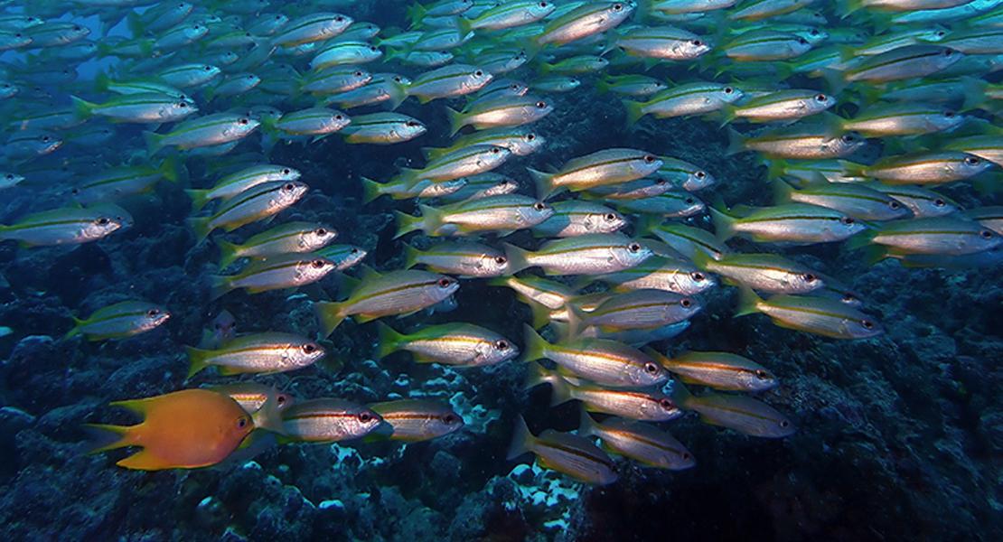 Biodiversità degli oceani nel prossimo decennio