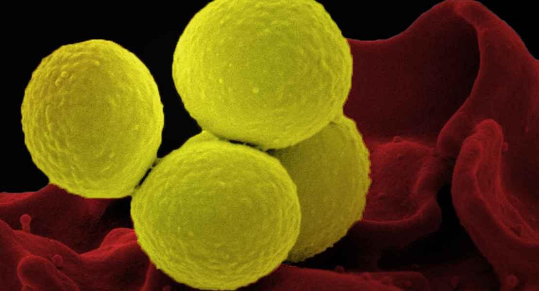 Batteri Staphylococcus aureus