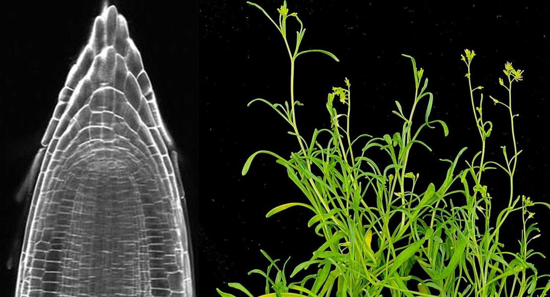 Radice di S. parvula ripresa con un microscopio confocale