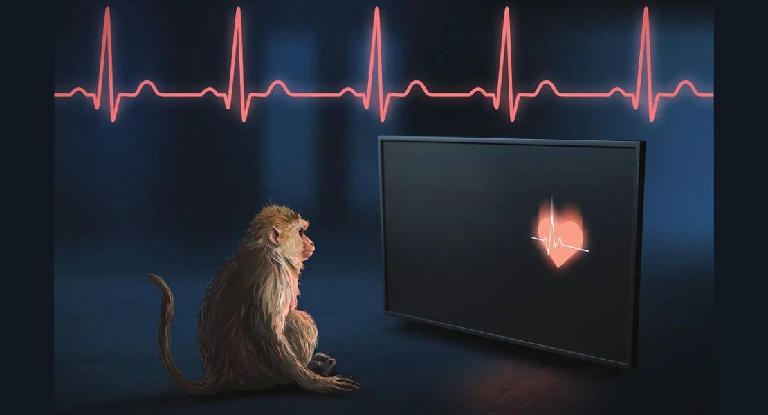 I macachi Rhesus sono in grado di percepire i propri battiti cardiaci