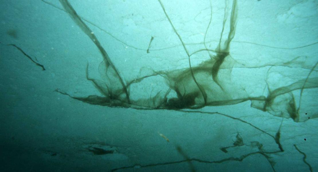 Crescita macroscopica di Melosira arctica attaccata alla superficie inferiore del ghiaccio marino (Foto: Julian Gutt)