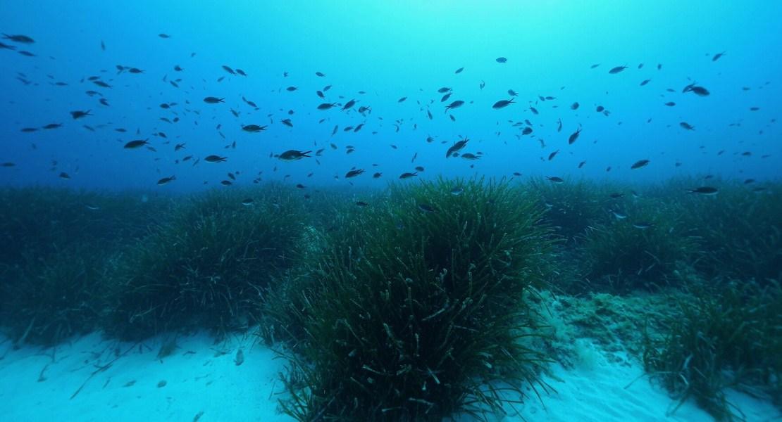Prati lussureggianti della fanerogame Posidonia oceanica nel Mediterraneo