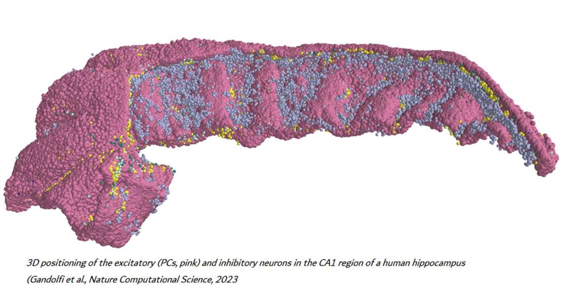 Modello 3D della connettività neuronale dell'ippocampo umano
