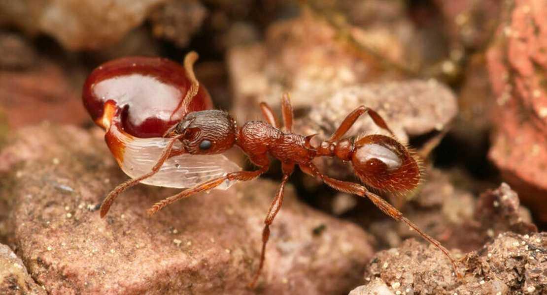 Una formica rossa comune (Myrmica rubra) che trasporta un seme della pianta hollowroot (Corydalis cava). La dispersione dei semi è uno dei tanti effetti positivi che le formiche hanno negli ecosistemi.