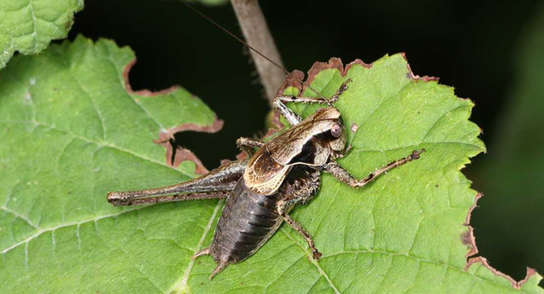 Il grillo selvatico Pholidoptera griseoaptera è una delle tante specie di insetti in declino nell'Europa centrale.