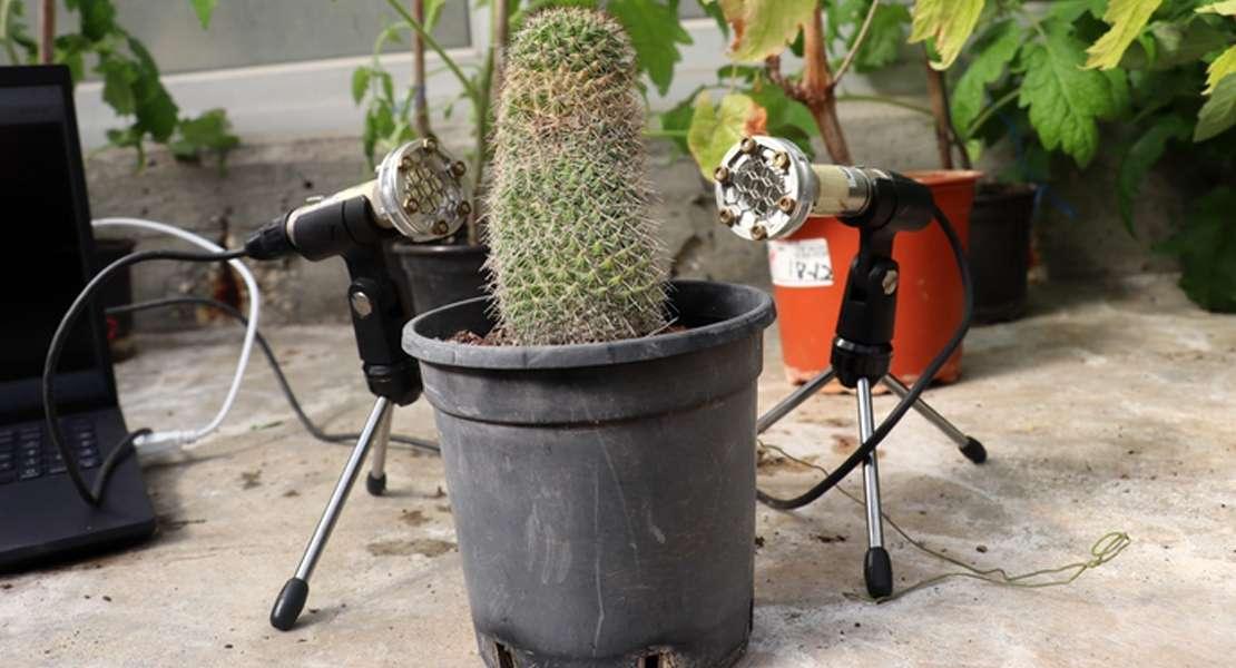 Una pianta di cactus