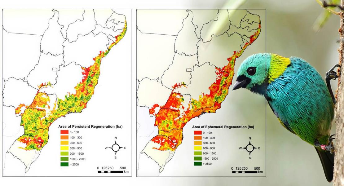 Area di rigenerazione forestale autoctona persistente ed effimera attraverso la foresta atlantica brasiliana