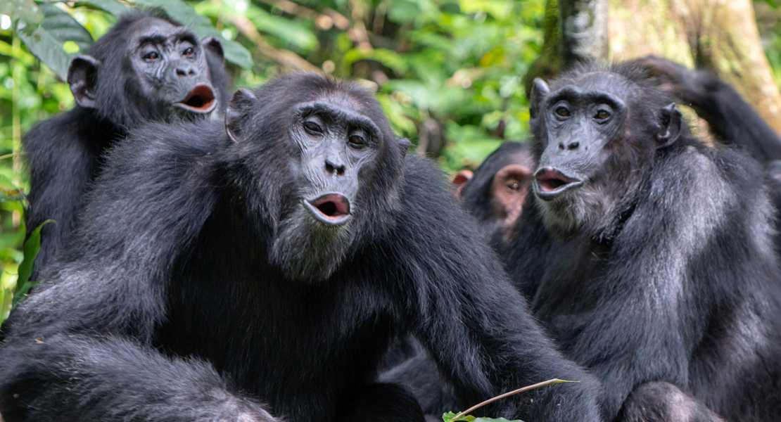 Gli scimpanzé combinano i richiami per comunicare un nuovo significat