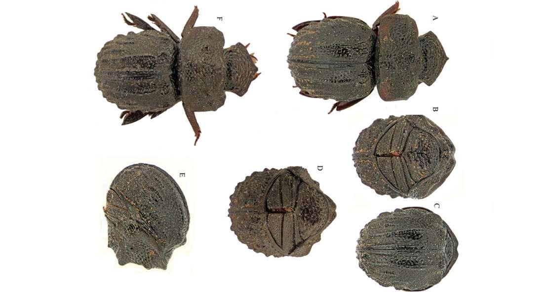 Goudotostes angelii